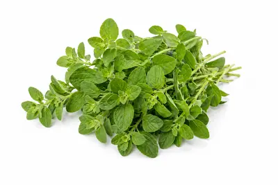 OREGANO