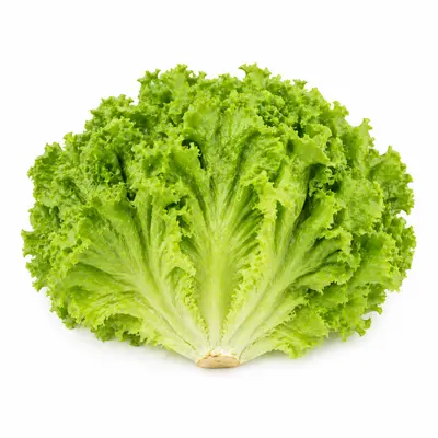 LECHUGA